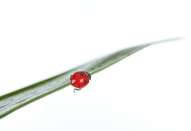 Ladybird on green leaf