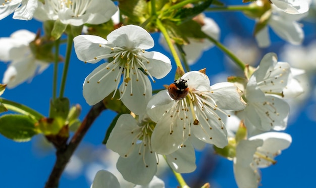 Foto coccinella seduta su fiori di ciliegio bianchi su uno sfondo sfocato in una soleggiata giornata primaverile