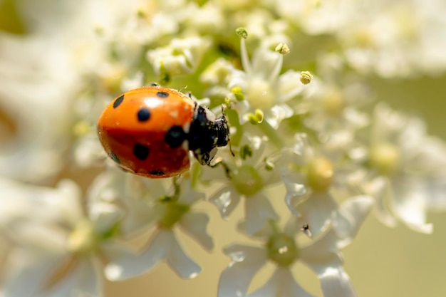 A ladybird on a spray of white flowers.