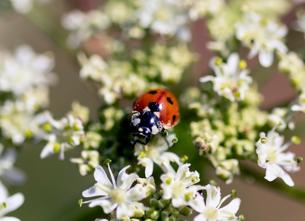 白い花の上にテントウムシ。