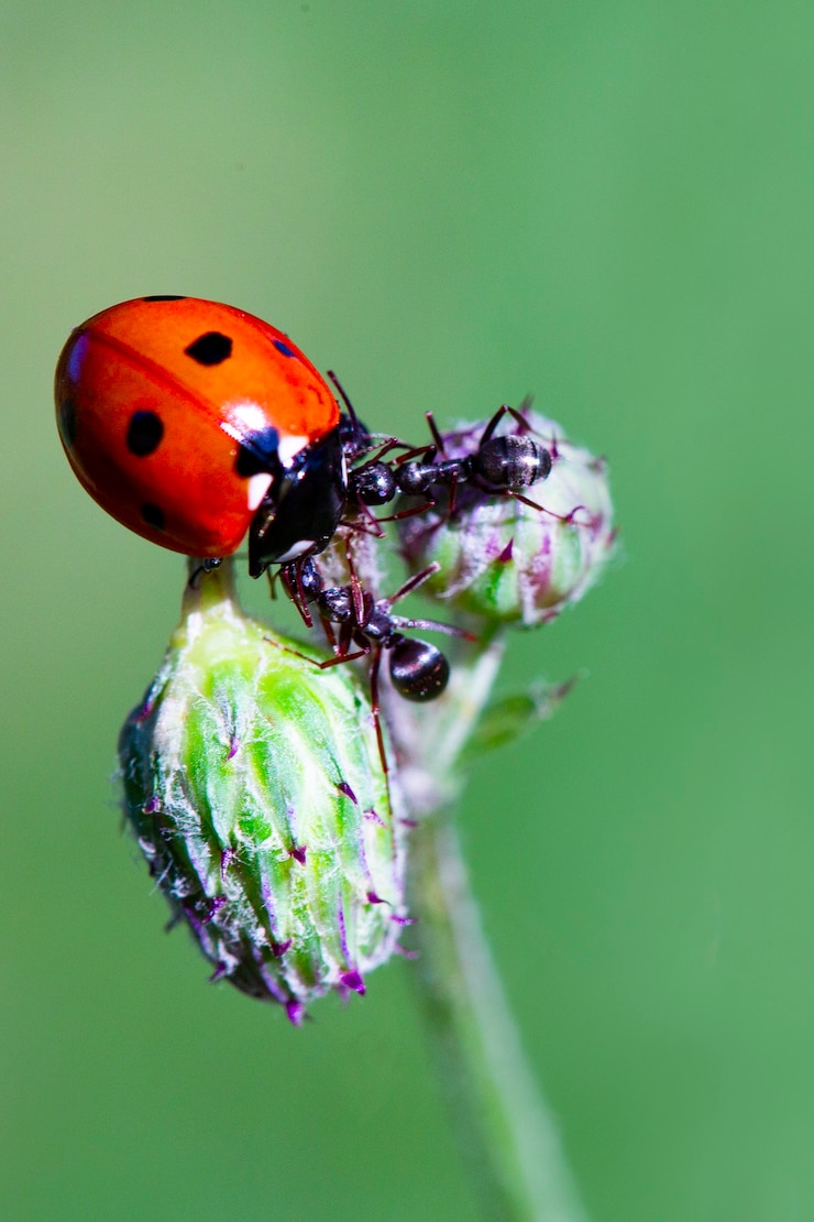 Photo ladybug and ants on a green blade. two ants banish a ladybug. macro, small depth of sharpness