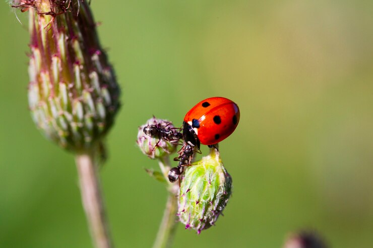 Photo ladybug and ants on a green blade. two ants banish a ladybug. macro, small depth of sharpness