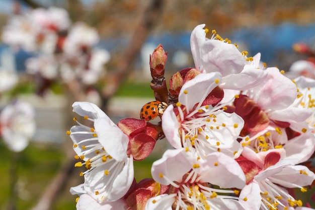 アプリコットの花のてんとう虫がクローズアップ