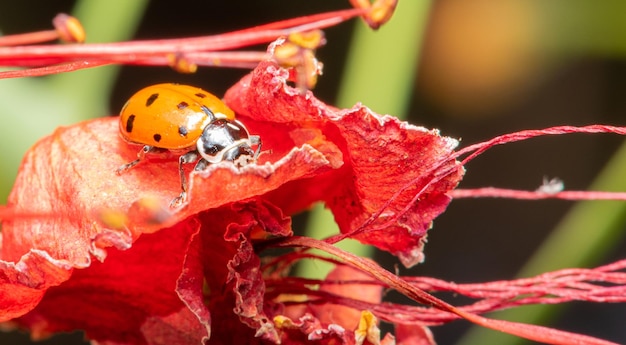 Coccinella bellissimi dettagli di una piccola coccinella visti attraverso un fuoco selettivo di lenti macro