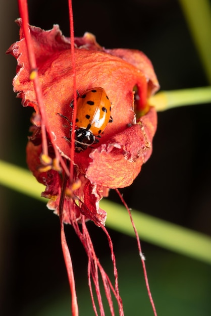 Ladybug beautiful details of a small ladybug seen through a macro lens selective focus