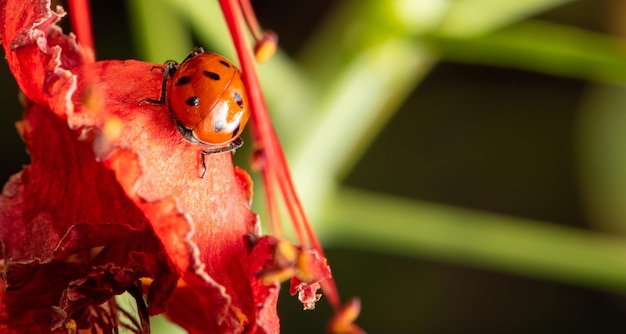 Ladybug beautiful details of a small ladybug seen through a macro lens selective focus