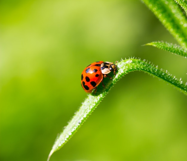 Ladybug beetle on a blade of grass on a green background