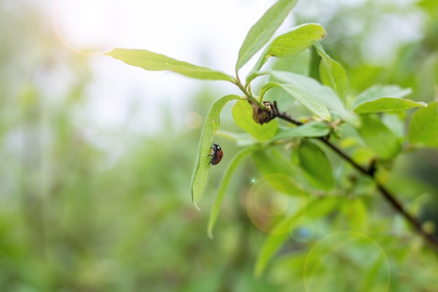 Ladybug beetle on tree branch with green leaves