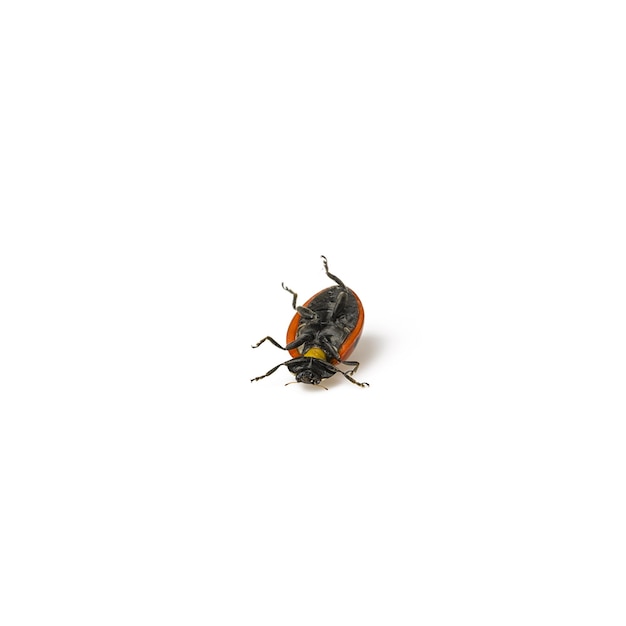 Ladybug Beetle with black points on white background