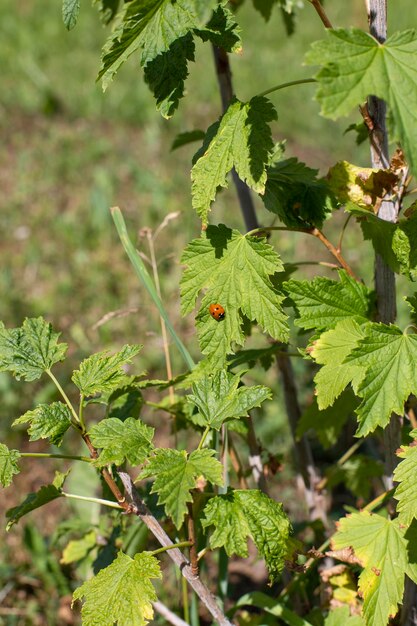 Photo ladybug on a blackcurrant leaf black currant bush