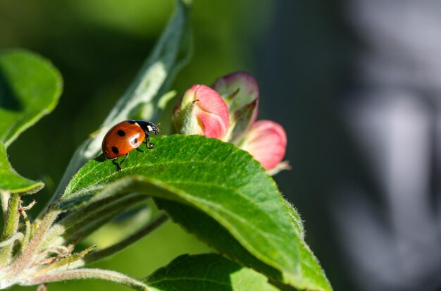 Ladybug on a blooming apple tree