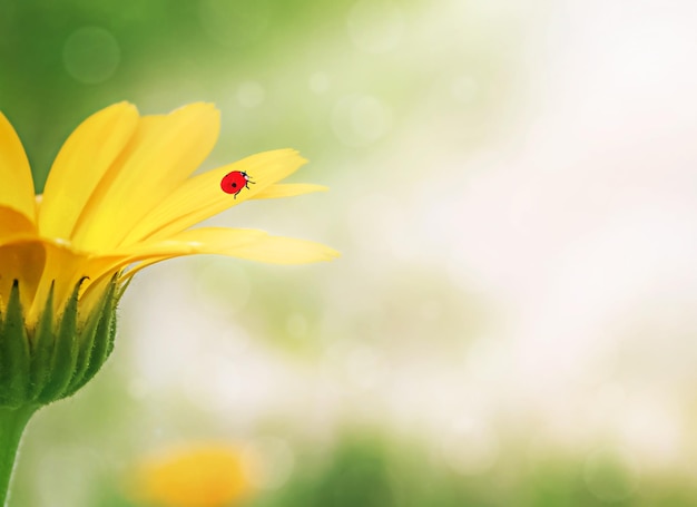 Ladybug on a calendula flower in the sun