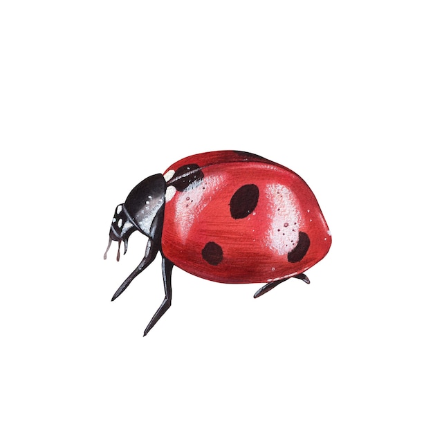ladybug clipart isolated illustration beautiful insect on a white background watercolor painted