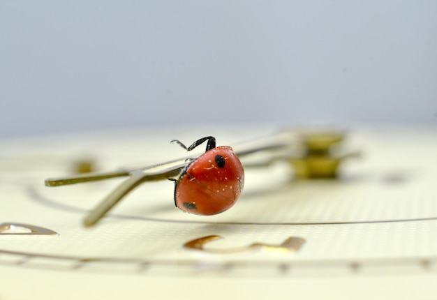 Photo ladybug on a clock face