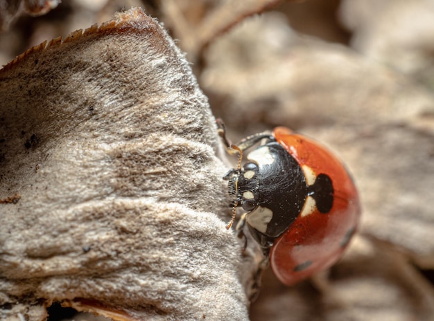 ladybug close-up