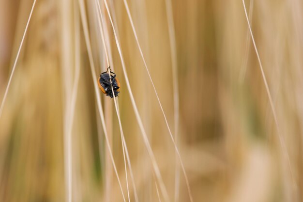 ladybug closeup on an ear of barley