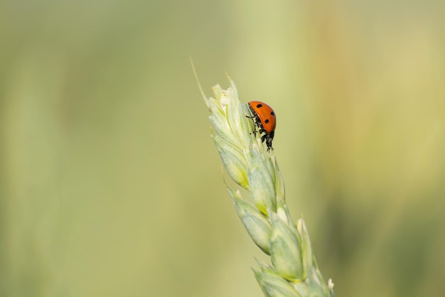 ladybug closeup on an ear of wheat