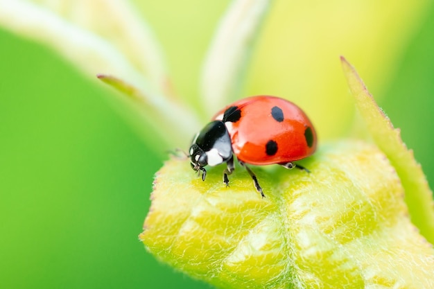 Ladybug Coccinellidae on parsley stem and green background