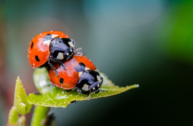 Coppie della coccinella sulla foglia verde, alto vicino di macro