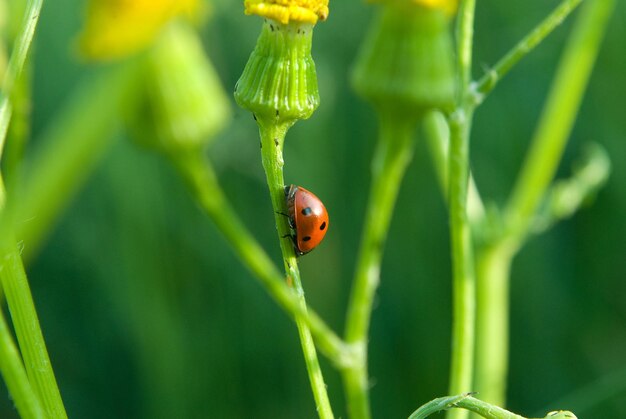 Ladybug crawling on a leaf and twig