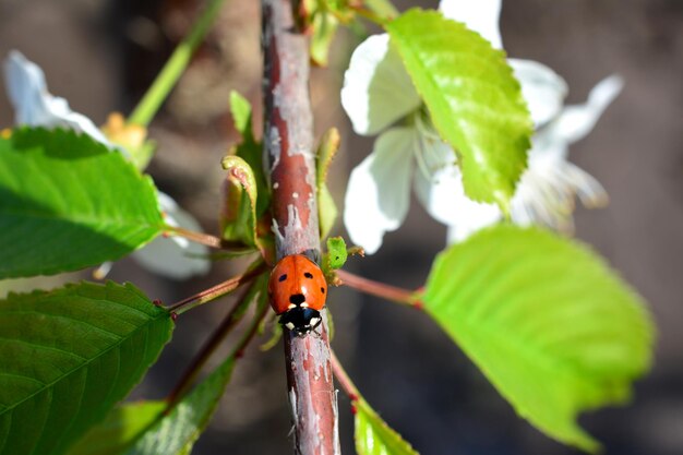 Photo ladybug crawling on the twig of cherry tree in the garden