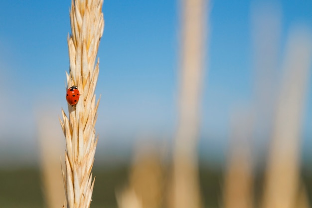 Ladybug creeping on a plant.