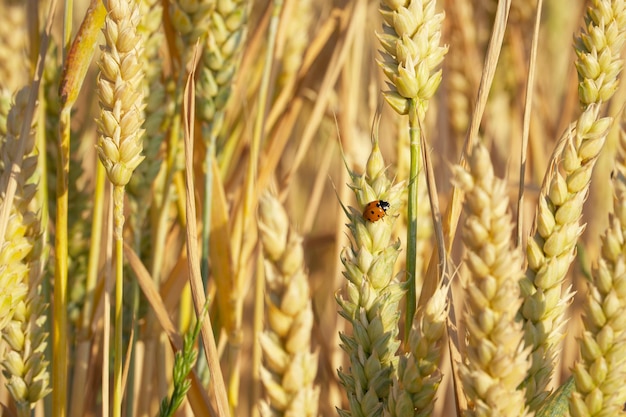 ladybug on an ear of wheat in the field