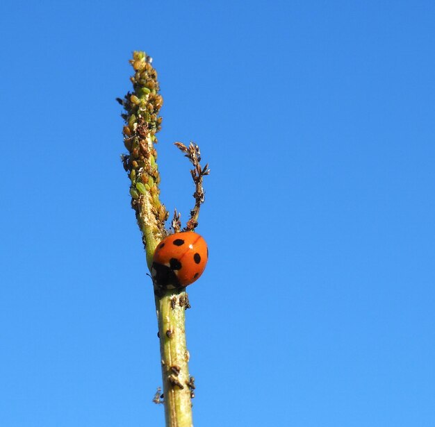 Foto ladybug en bladluizen