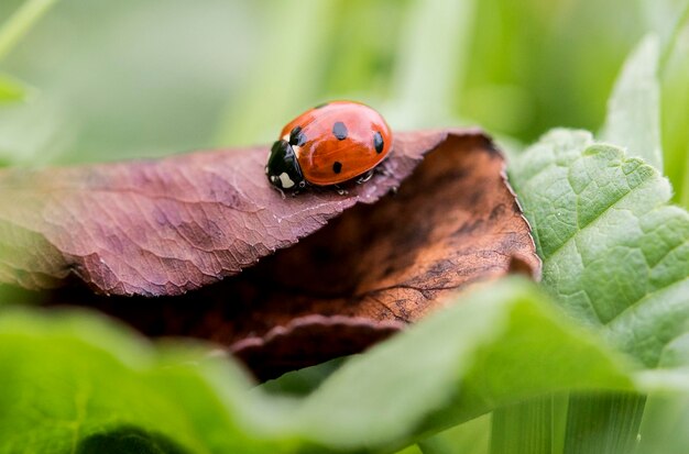 A ladybug floral