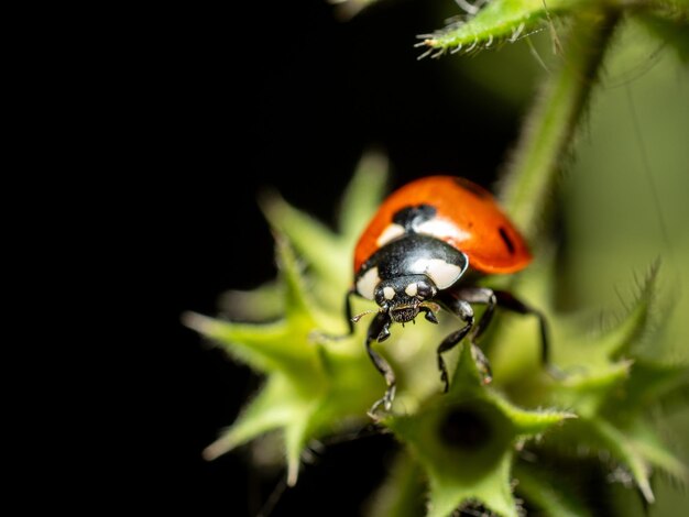 Photo ladybug on a flower close up