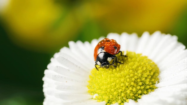 A ladybug on a flower in the garden