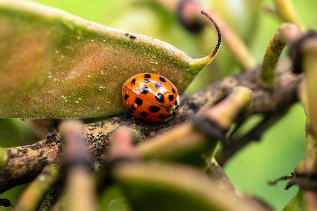 ladybug on a flower leaf on a spring day