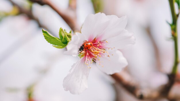 A ladybug on a flower with pink petals