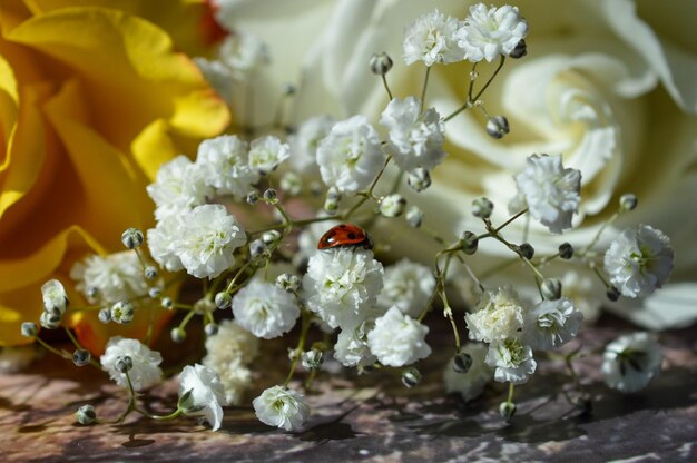 Ladybug on a flower