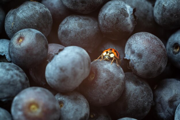 ladybug on fresh blueberries macro photography of a ladybug and blueberries