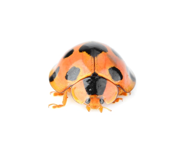 Foto ladybug geïsoleerd op witte achtergrond