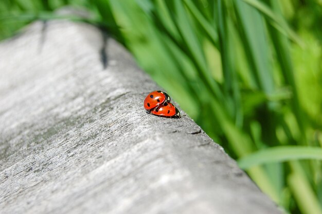 Ladybug on grass. Beautiful nature.