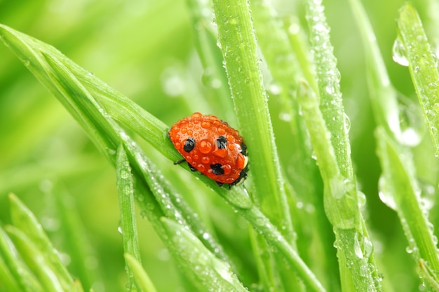 Foto coccinella sull'erba da vicino