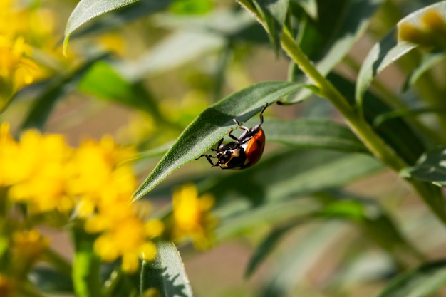 Ladybug on grass green on background in summer