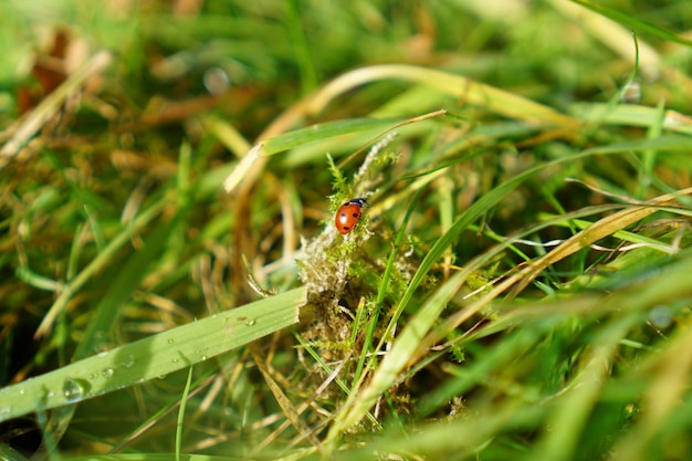 Foto ladybug sull'erba