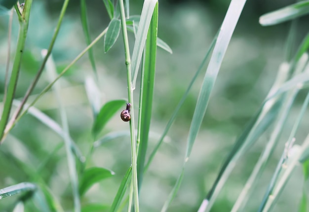 Ladybug on green grass in summer park