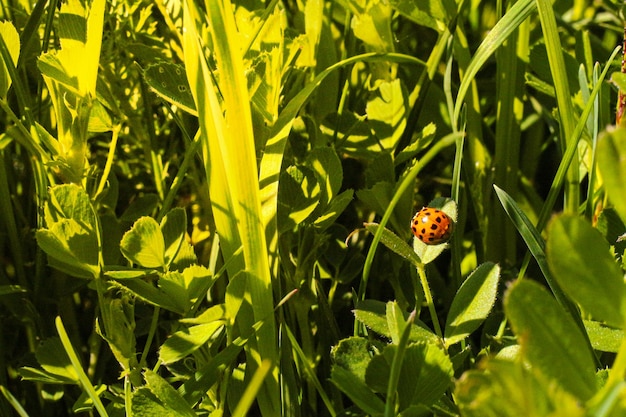 Ladybug in green grass