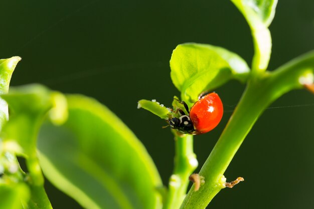 Photo ladybug on a green leaf close up