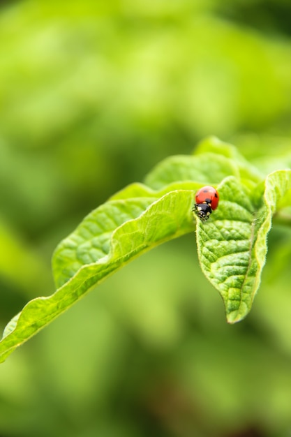 Coccinella sulla foglia verde. primo piano della coccinella.