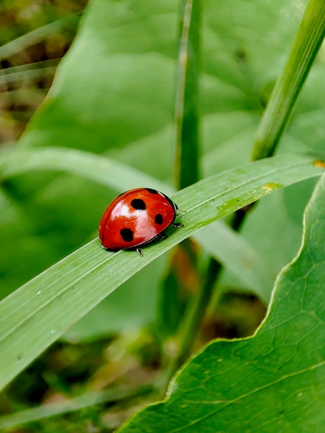 Ladybug on a green leaf in the garden