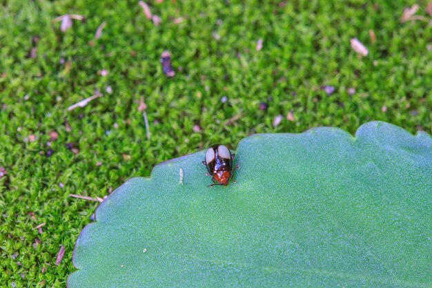 Ladybug on a green leaf. Red bug on the grass