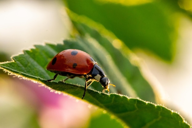 Photo ladybug on a green leaf at sunset