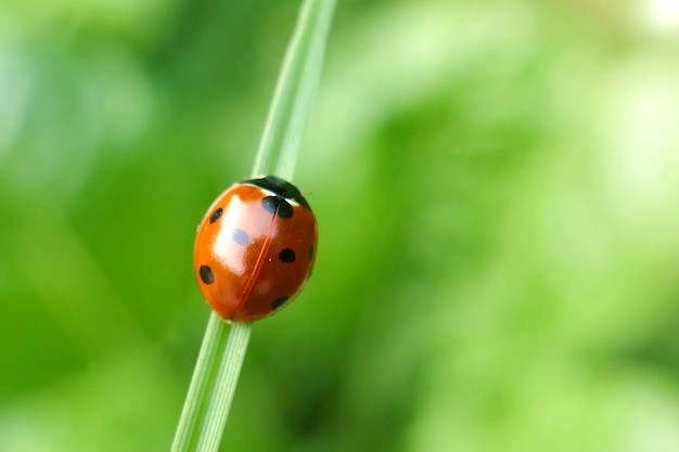 Foto coccinella su una foglia verde.