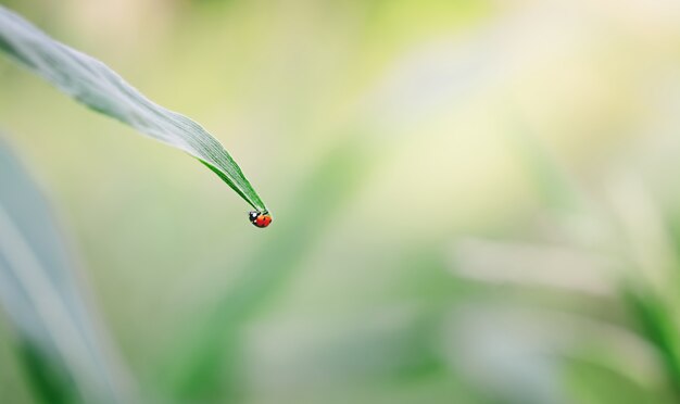 Ladybug on a green leaf