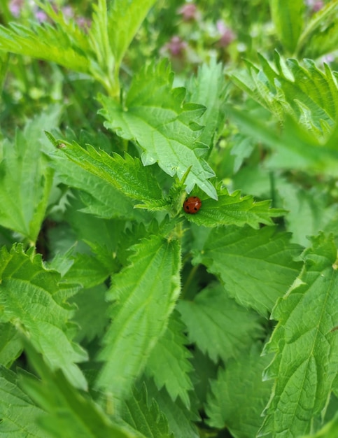 緑の葉のてんとう虫